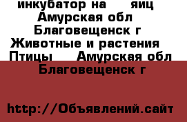 инкубатор на 1000яиц - Амурская обл., Благовещенск г. Животные и растения » Птицы   . Амурская обл.,Благовещенск г.